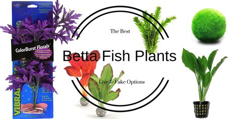 fake plants that are safe for betta